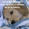 sorry por alejarme,
pero es q no vi señales
de tu esfuerzo
@Animalitos Anti.de