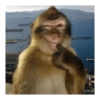 Macacos 🐵ᩧ 2