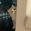 🧿Animalitos cute para chat 2 23
