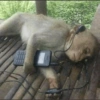 Macaquinhos  5