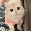 🧿Animalitos cute para chat 2 19