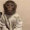 Macacos para chat 17
