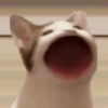 Gatitos😽 5