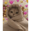 Cat love 20