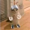 Skin kucing 19