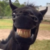 Very Funny 🐾🐾🐾 10