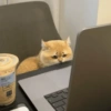 🧿Animalitos cute para chat 2 17