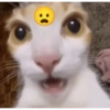 Gatitos melos😜 13