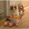 Skin kucing 7