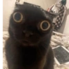 Gatitos😽 11