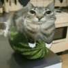 Gatos muy Random🐈‍⬛😹😺 10