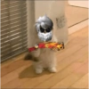 Skin kucing 18