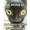 BE HONEST gatomemes.jpeg RUTIRED OF ME (please say no)