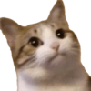 GATOS MICHIS MUY RANDOM 🐈😼🐈‍⬛ 15