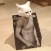 GATOS MICHIS MUY RANDOM 🐈😼🐈‍⬛ 11