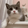 🧿Animalitos cute para chat 2 16