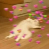 Cat love 9