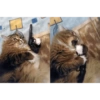 Animalitos 🐖🐱 7