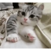 GATOS MICHIS MUY RANDOM 🐈😼🐈‍⬛ 14