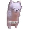 Memes  10