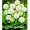 Good morning