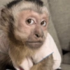 Monos. | @ocenferios  Haki. 7