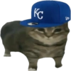 Kucing icon meme 5