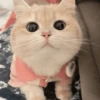 🧿Animalitos cute para chat 2 15