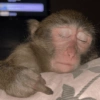 Macaquinhos reagindo🐒👇 11