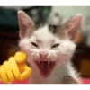 Gatitos melos😜 12