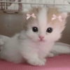 🎀🐱 Los gatitos 🐱🎀 19