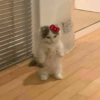 Skin kucing 10