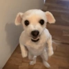 🐶 PERRITOS MOODS 2 🐾 11