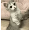 GATOS MICHIS MUY RANDOM 🐈😼🐈‍⬛ 8