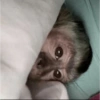 Macacos para chat 18