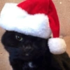 Gatitos cura Depresión🎄 14