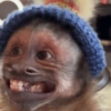 Humores de macaquinhos 9