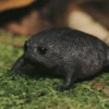 Animalitos 🐖🐱 5