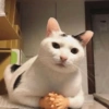 Gatitos😽 9