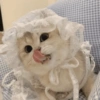 🧿Animalitos cute para chat 2 9