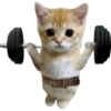 Kucing icon meme 10