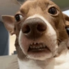 Memes gatos e cachorros 5