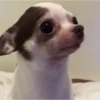 Cute Doggy (3) 12