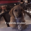Y cuando ovulas?