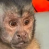 Humores de macaquinhos 15