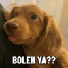 BOLEH YA??