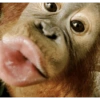 Macaco 🐵 21
