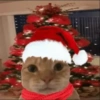 Gatitos cura Depresión🎄 13