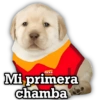 OXXO Mi primera chamba