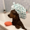 Very Funny 🐾🐾🐾 5